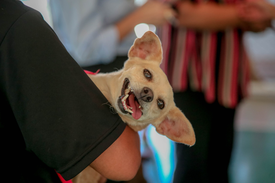Inscrições para CastraPet abrem na terça, 10; programa estadual oferta 700 castrações gratuitas de cães e gatos para Maringá