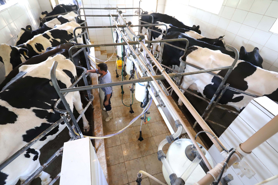 Paraná quebra recordes históricos e consolida liderança nacional na produção de carnes, leite e ovos em 2025