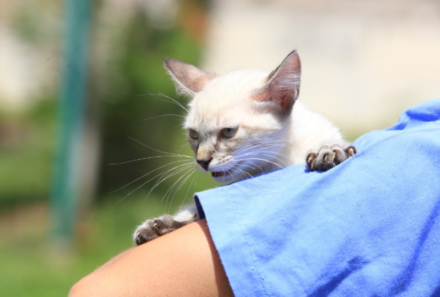 Número de castrações de animais será ampliado em 31,4% em Maringá em 2026