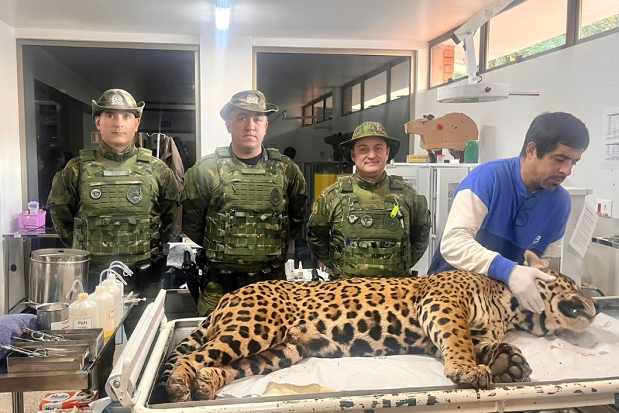 Onça-pintada é resgatada pela Polícia Militar em área residencial de Foz do Iguaçu