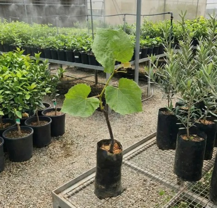 Marialva recebe 14 mil porta-enxertos para fortalecer a viticultura