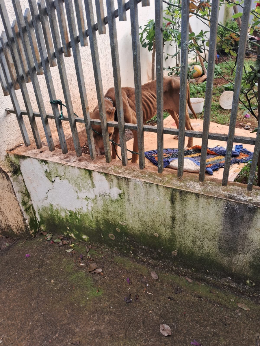 Cão é resgatado em situação de maus-tratos após denúncia em Marialva