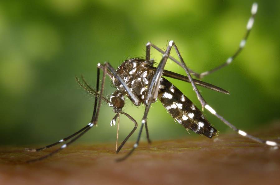 Como o Crescimento Desordenado e as Mudanças Climáticas Alimentam a Maior Epidemia do Século